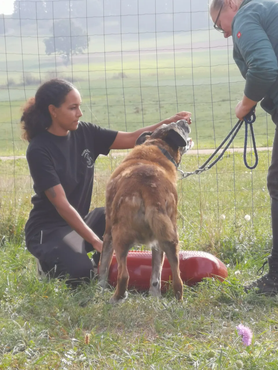 Jessica begleitet einen Hund bei einer Übung mit einem Balancekissen.